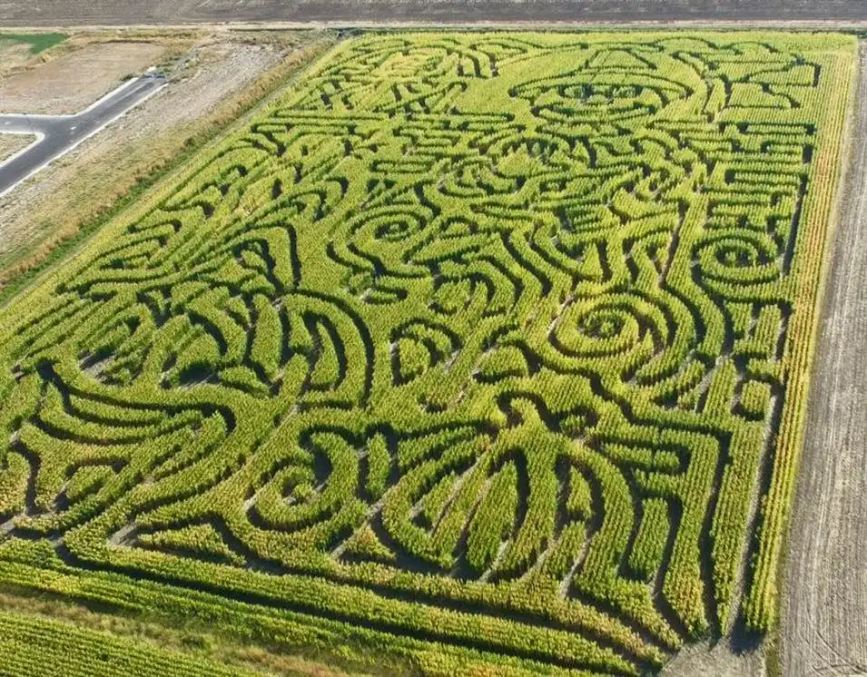 twin-falls-corn-maze-1