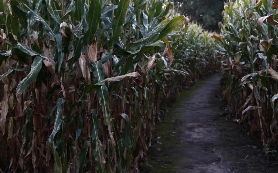 twin-falls-corn-maze-4