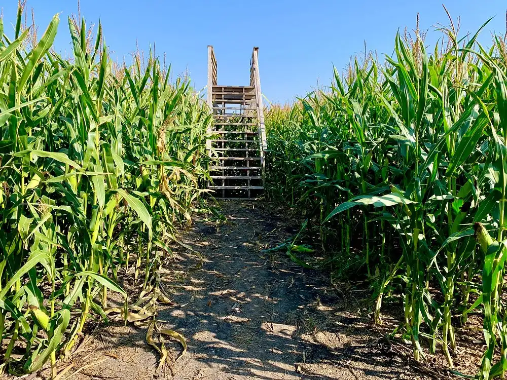 valley-corn-maize-5