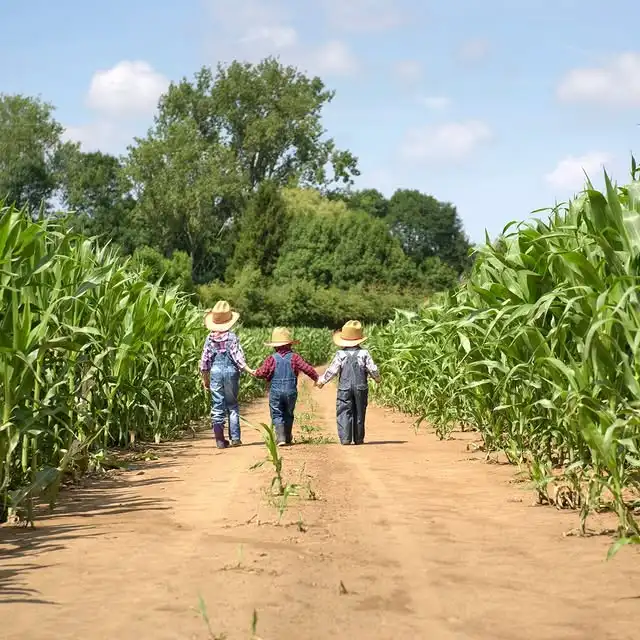 big-horse-corn-maze-7