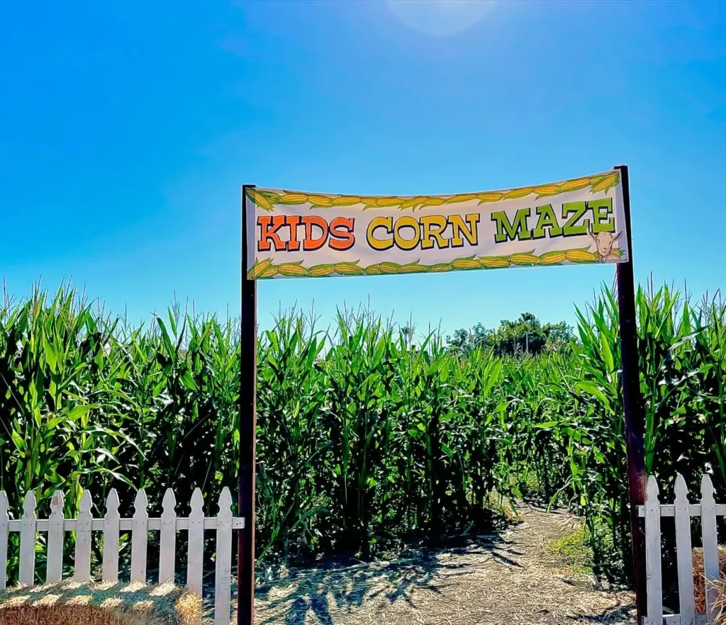cal-poly-pomona-pumpkin-fest-corn-maze-1