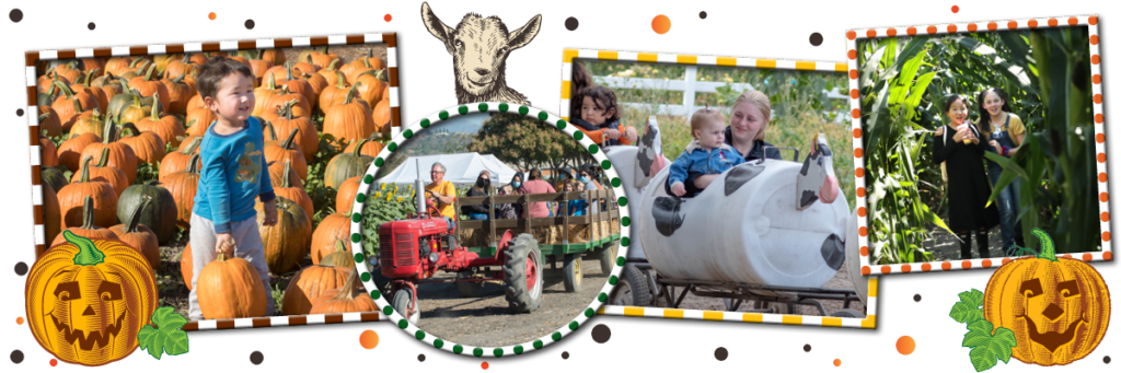 cal-poly-pomona-pumpkin-fest-corn-maze-6