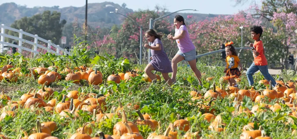 cal-poly-pomona-pumpkin-fest-corn-maze-7