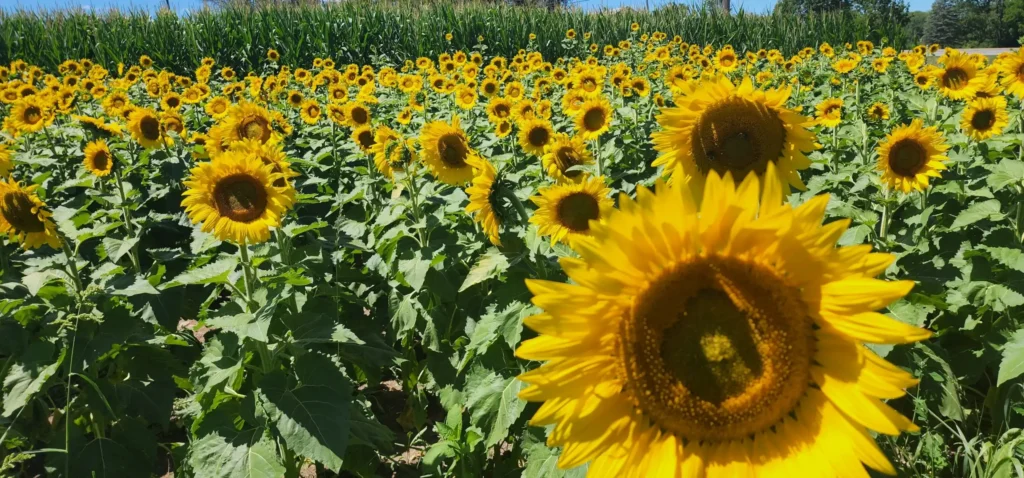 carousel-corn-maze-10