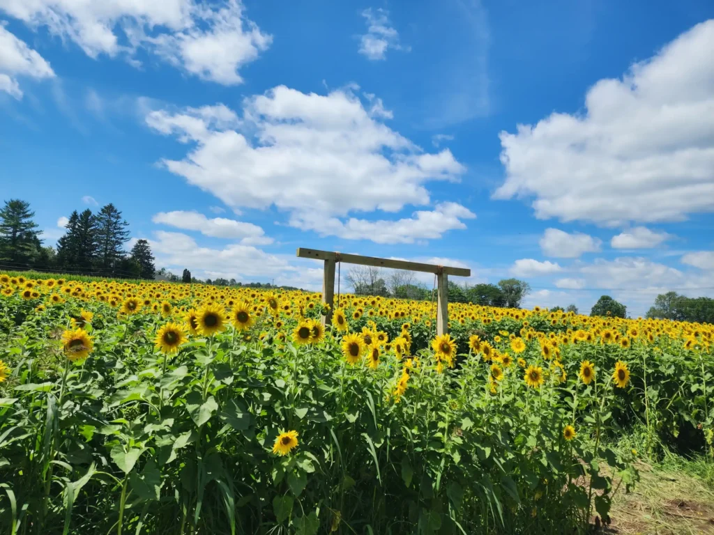 carousel-corn-maze-7