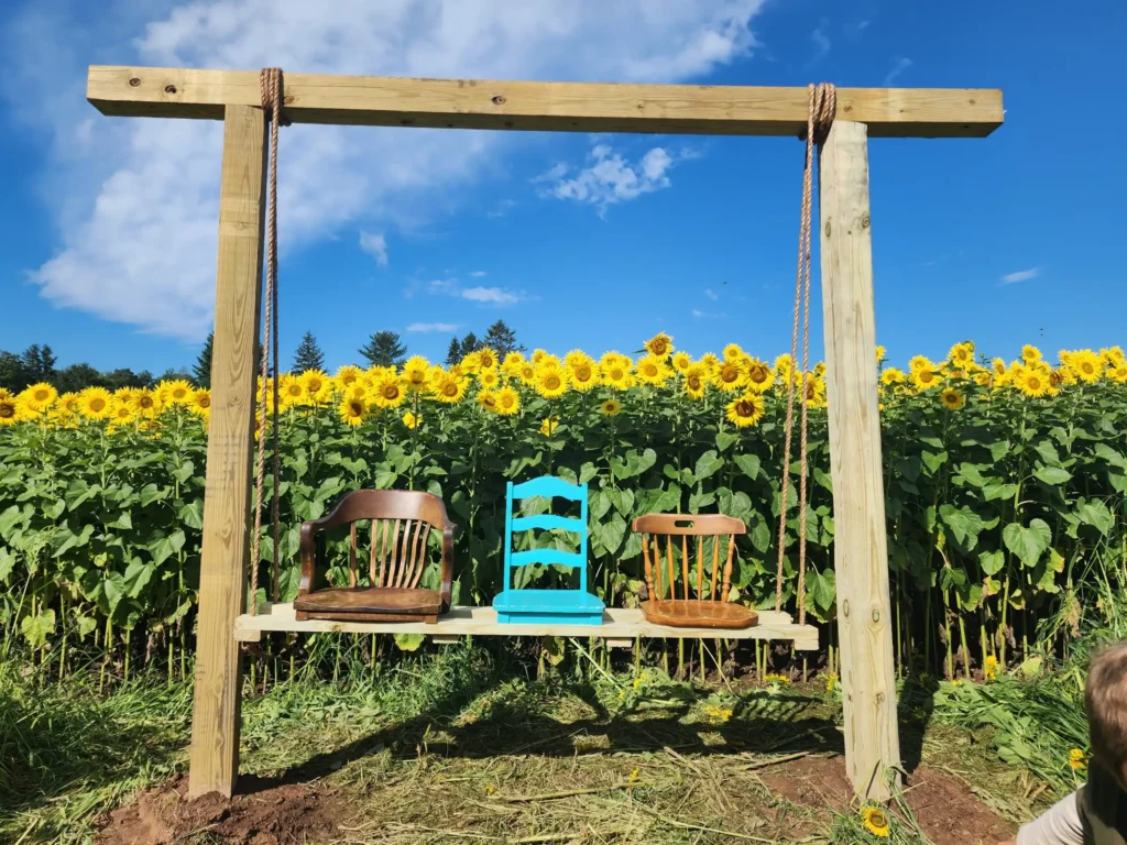 carousel-corn-maze-9