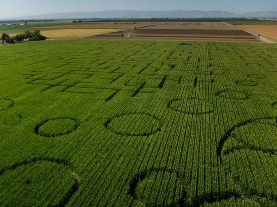 cool-patch-pumpkins-maze-2