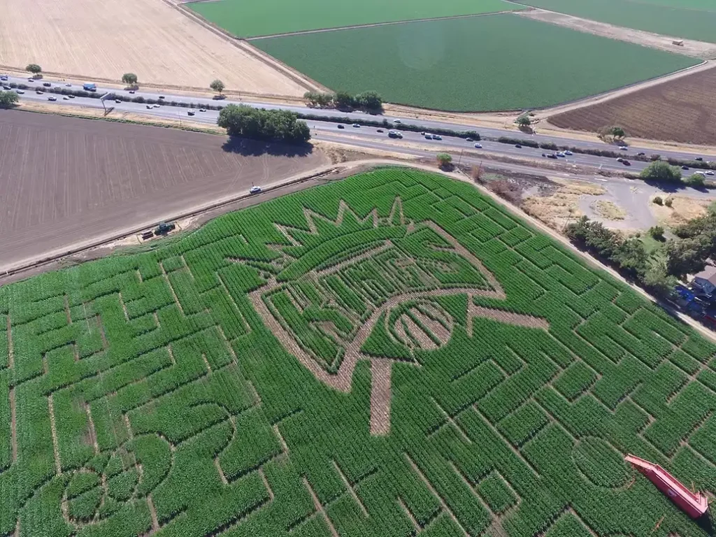 cool-patch-pumpkins-maze-7