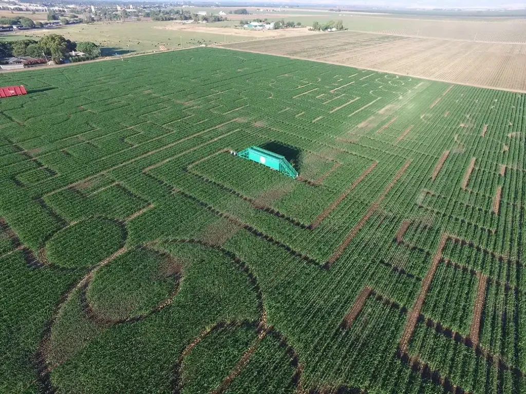 cool-patch-pumpkins-maze-8