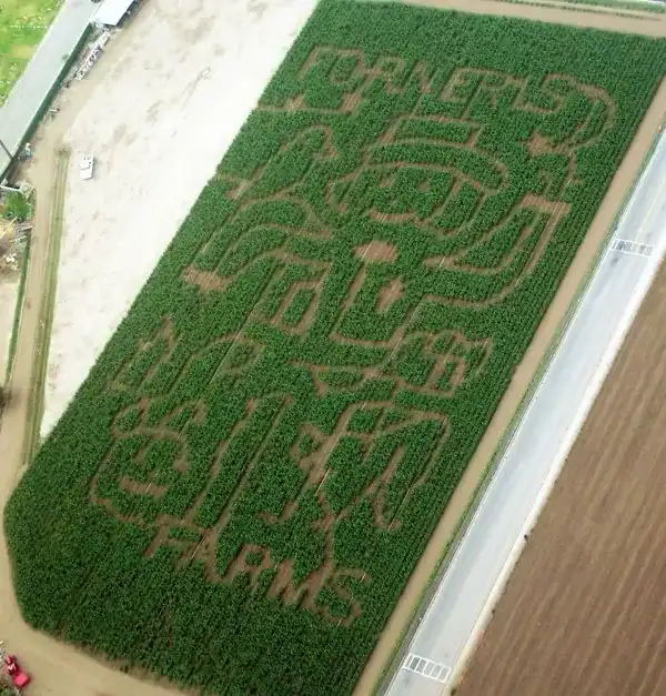 forneris-farms-corn-maze-5