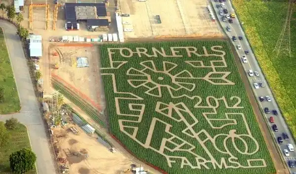 forneris-farms-corn-maze-6