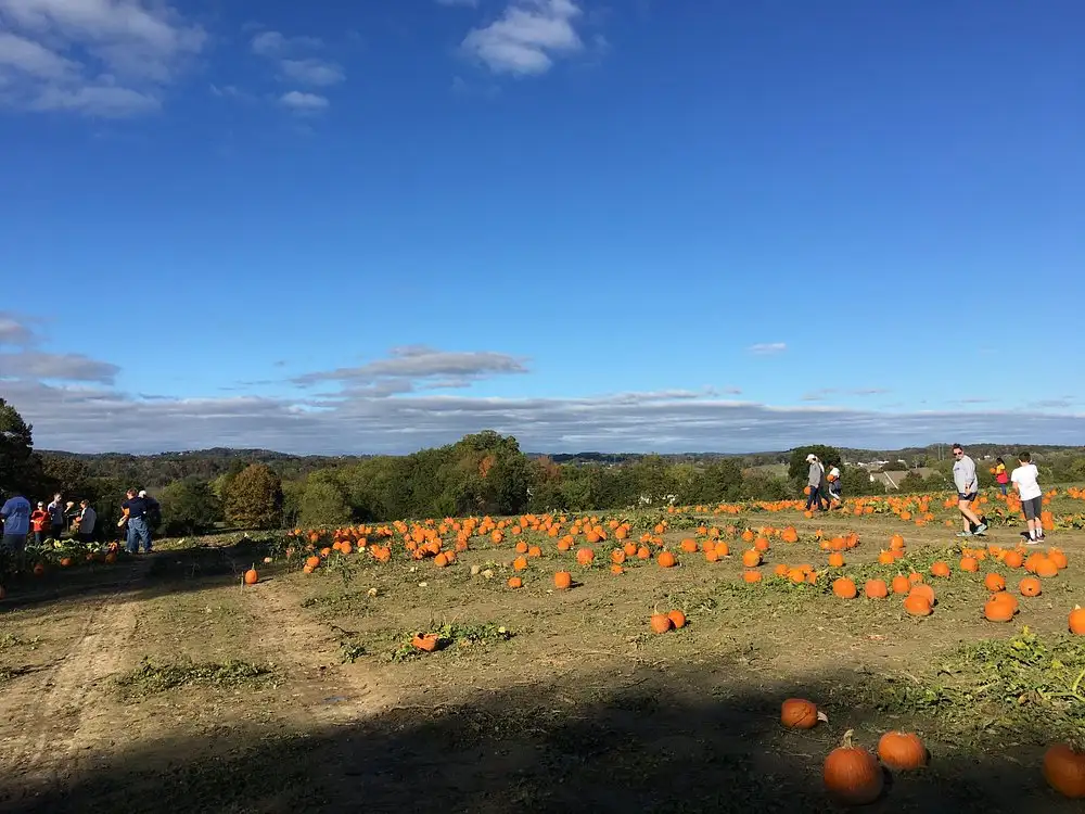 kyker-farms-corn-maze-6