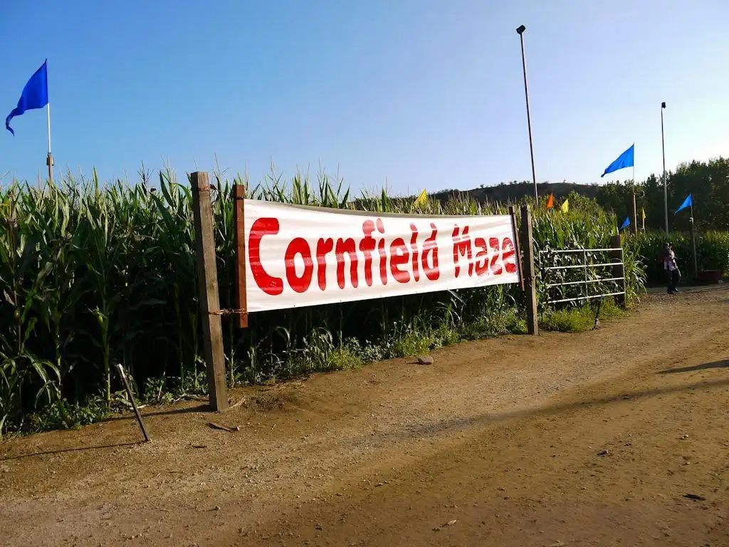 live-oak-canyon-pumpkin-farm-maze-10