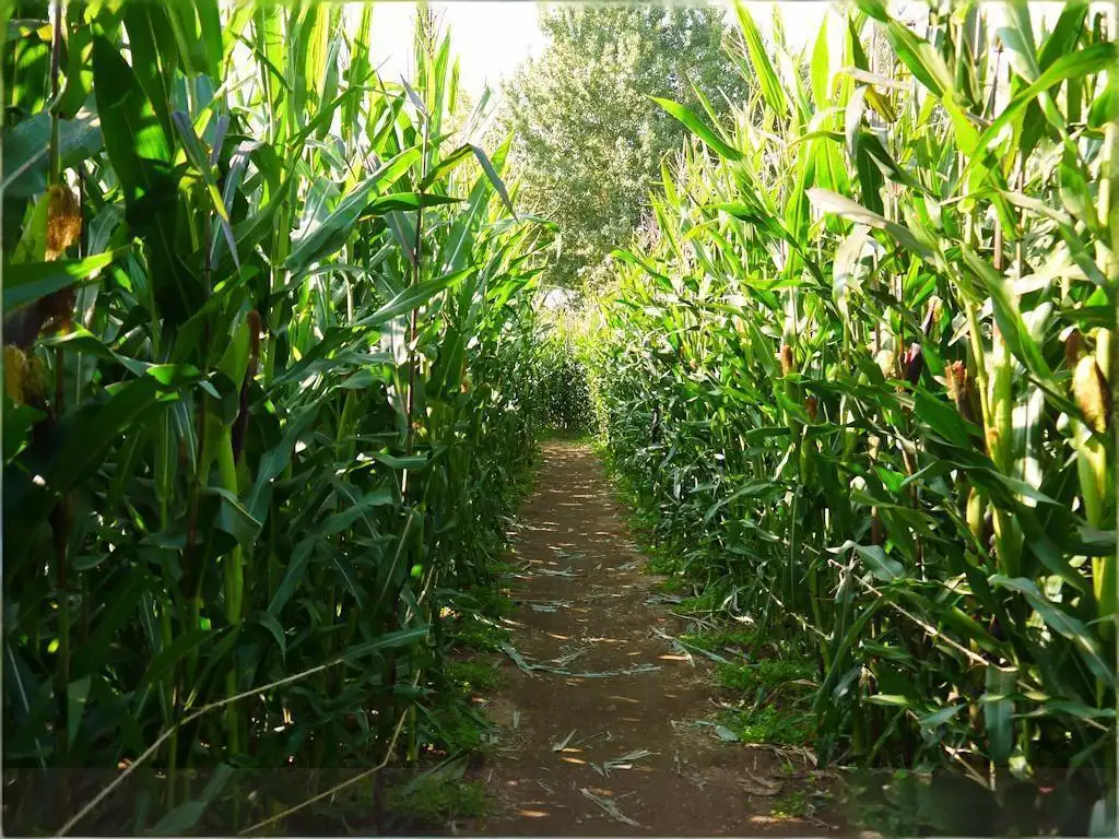 live-oak-canyon-pumpkin-farm-maze-11