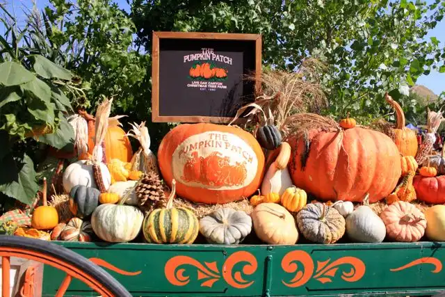 live-oak-canyon-pumpkin-farm-maze-6