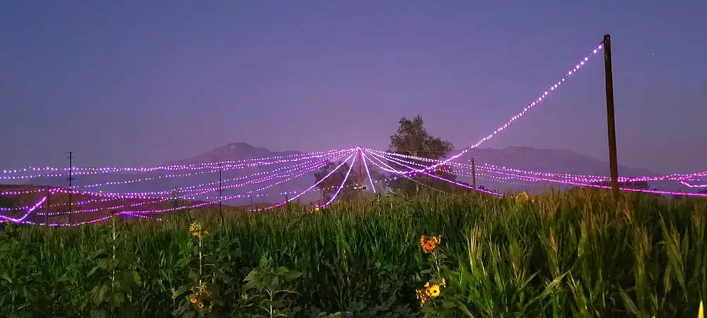 live-oak-canyon-pumpkin-farm-maze-9