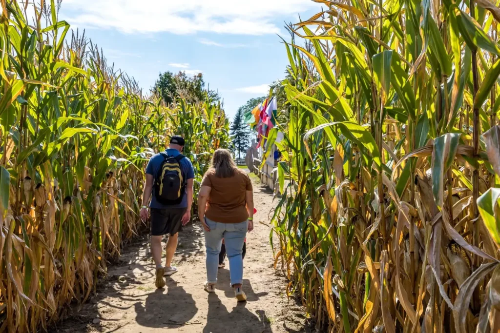 long-acre-farms-maze-7
