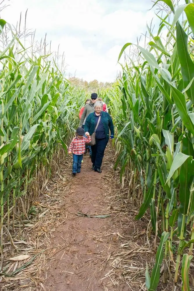 maylath-farm-orchard-maze-5