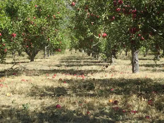rileys-at-los-rios-rancho-corn-maze-6