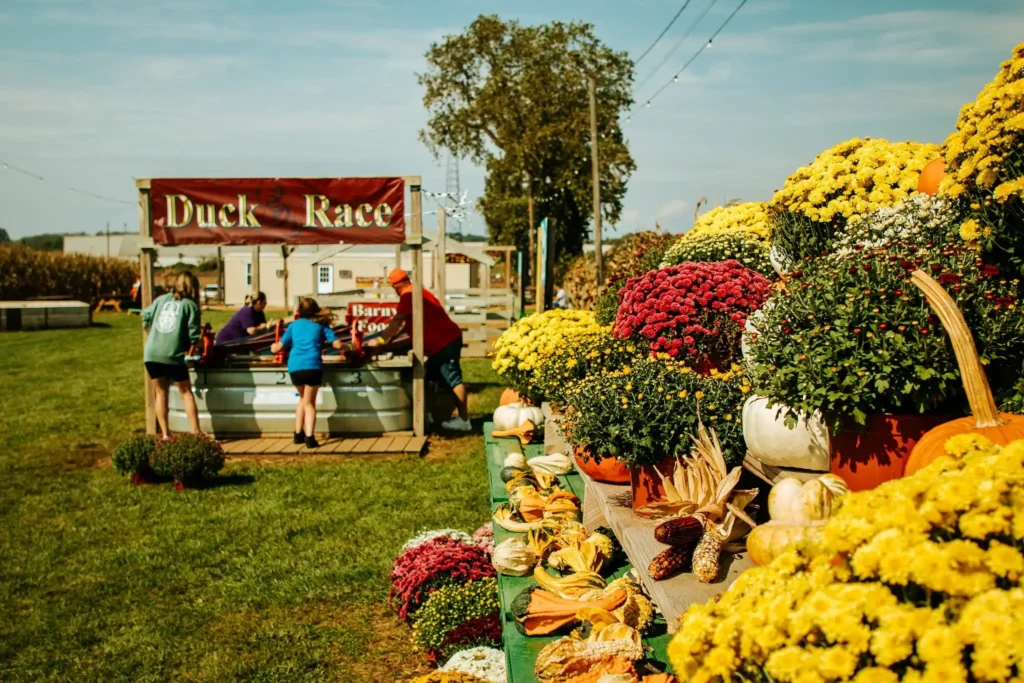 seyferts-corn-maze-6