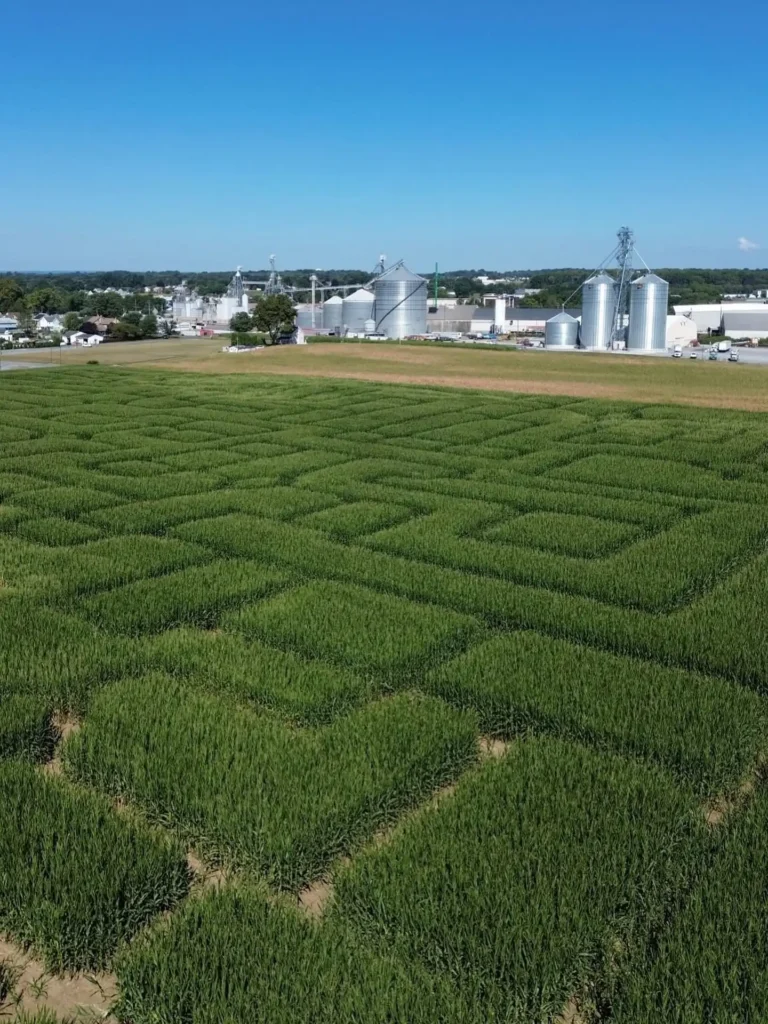 seyferts-corn-maze-7