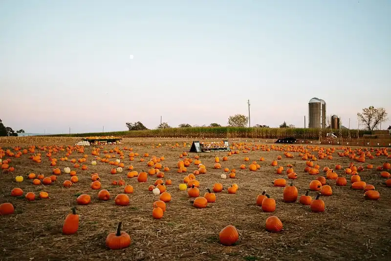 seyferts-corn-maze-8