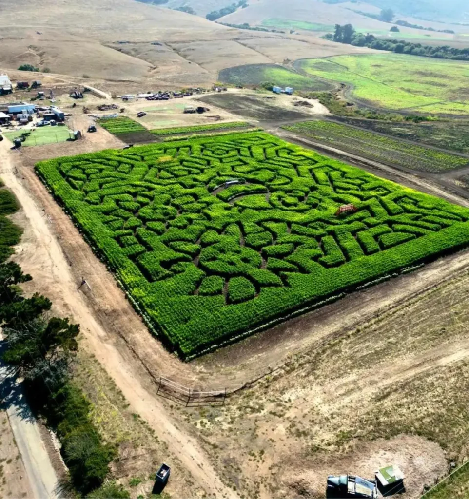 slo-county-farm-maze-1