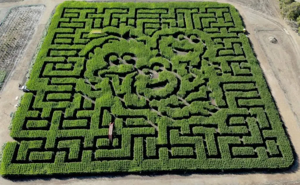 slo-county-farm-maze-4