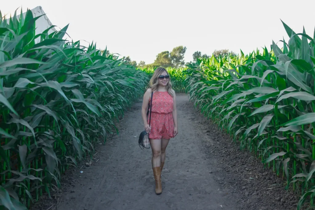tanaka-farms-corn-maze-4