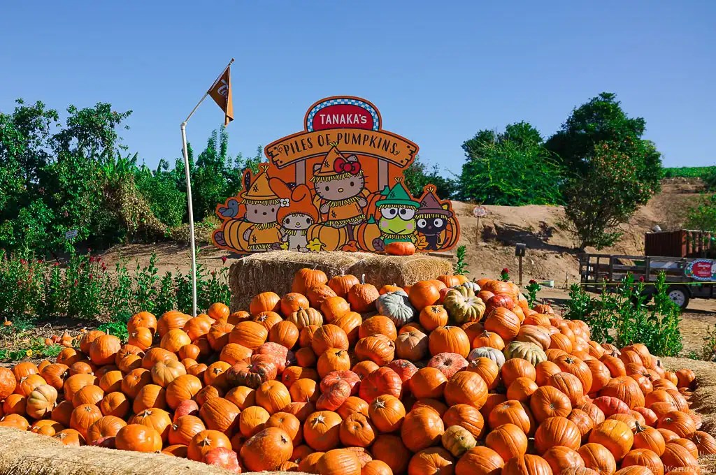 tanaka-farms-corn-maze-6