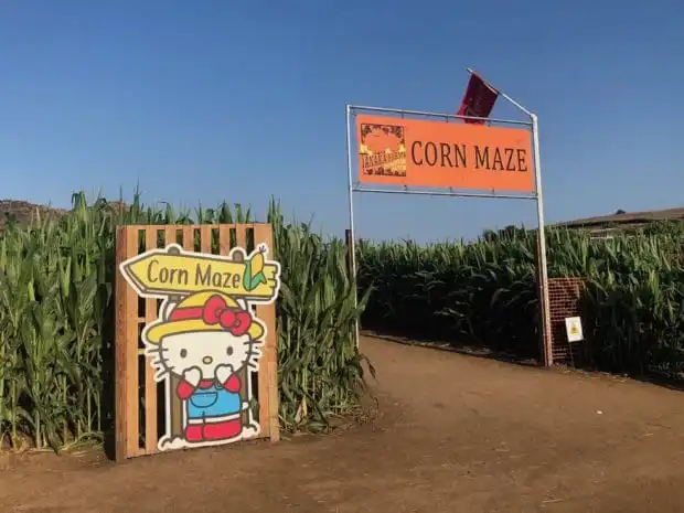 tanaka-farms-corn-maze-9