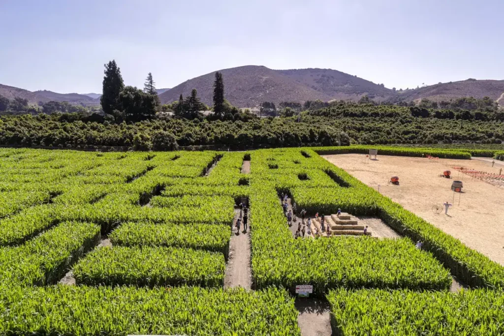 underwood-family-farms-maze-2
