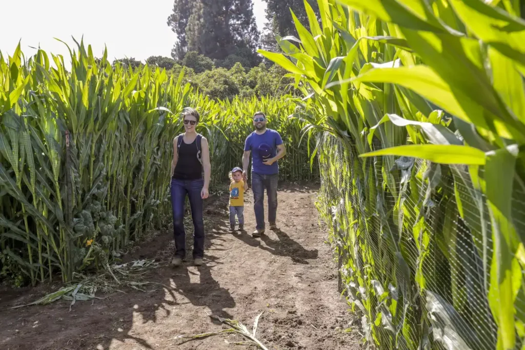 underwood-family-farms-maze-4