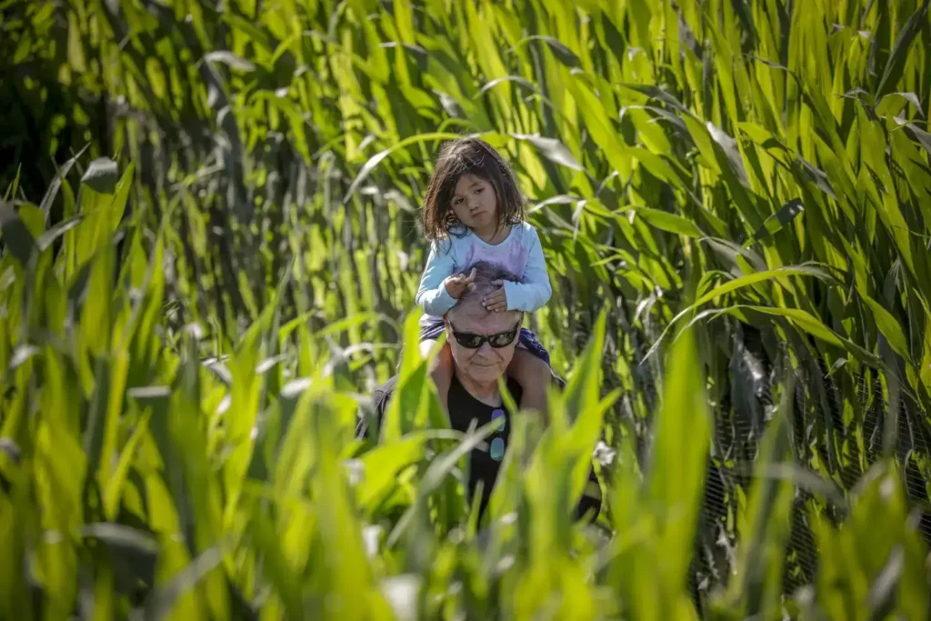 underwood-family-farms-maze-6