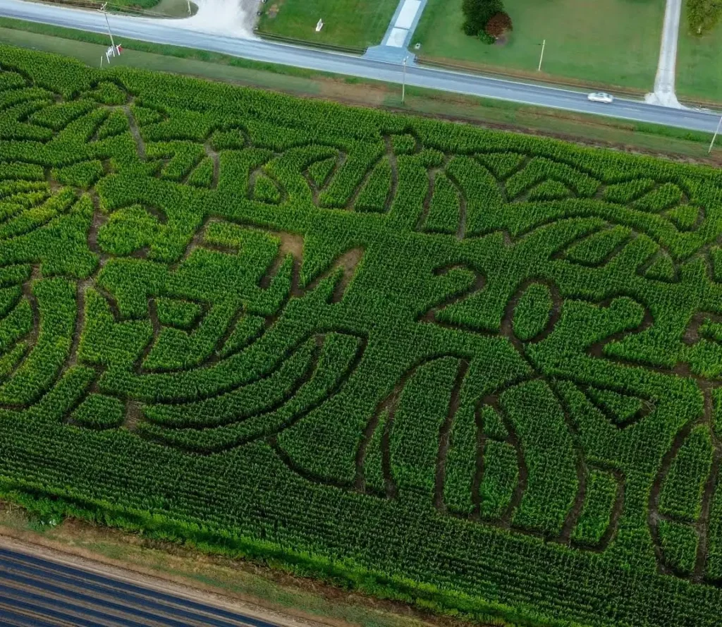 cullipher-farm-corn-maze-12