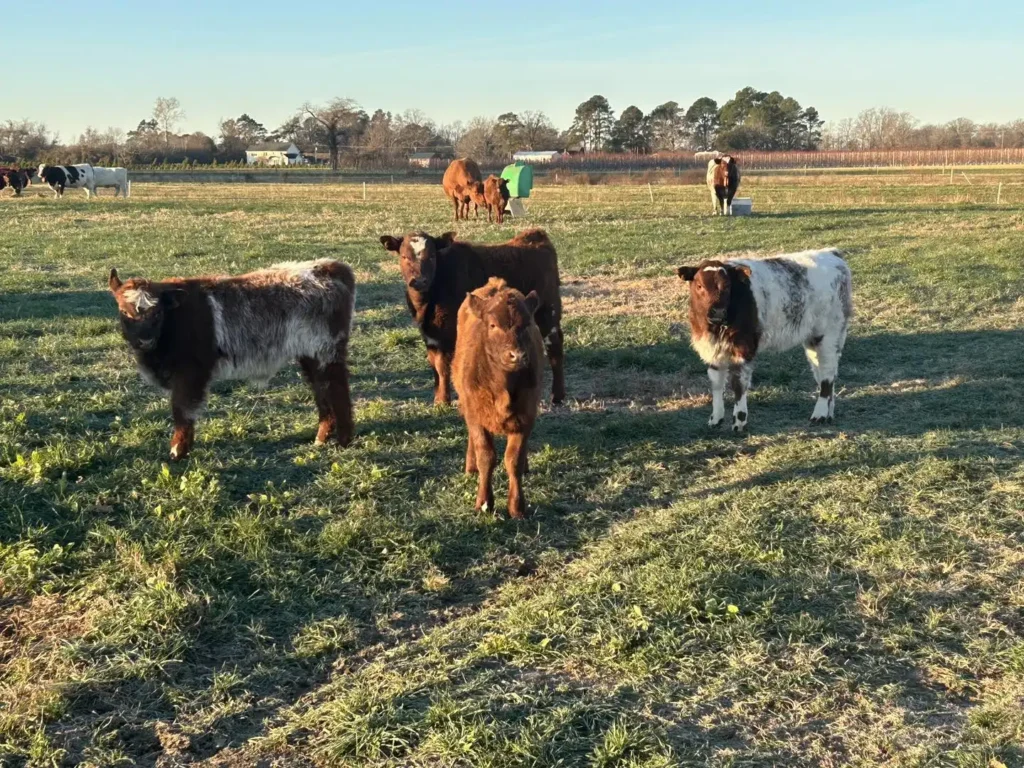 cullipher-farm-corn-maze-13
