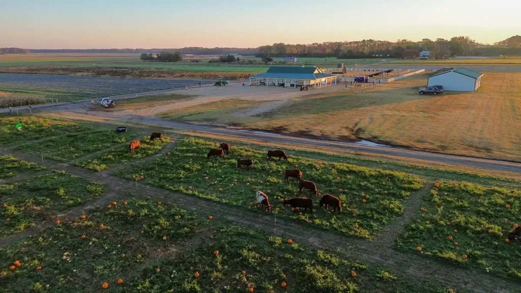 cullipher-farm-corn-maze-8