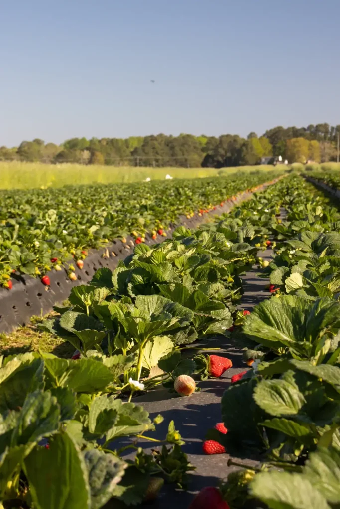 cullipher-farm-corn-maze-9