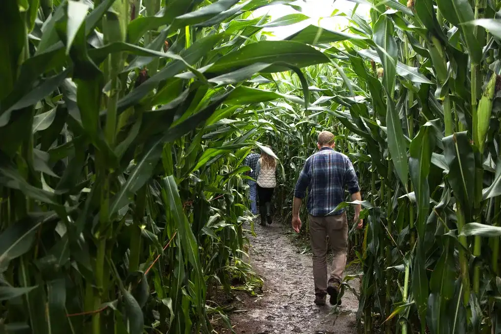 swan-trail-farms-corn-maze-12