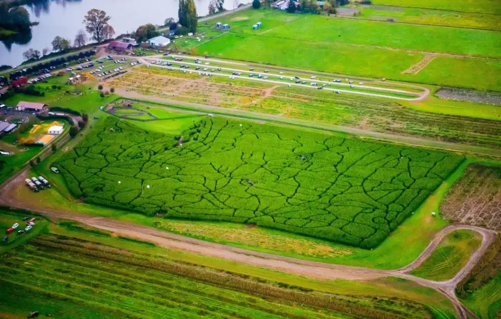 swan-trail-farms-corn-maze-3