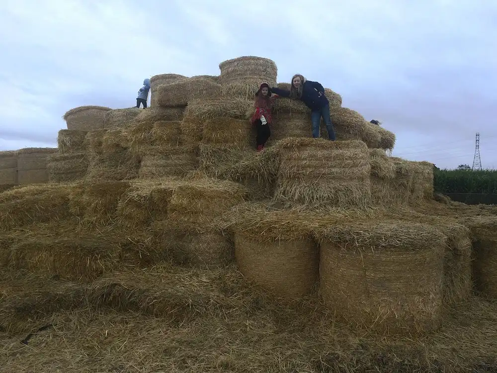 swan-trail-farms-corn-maze-8