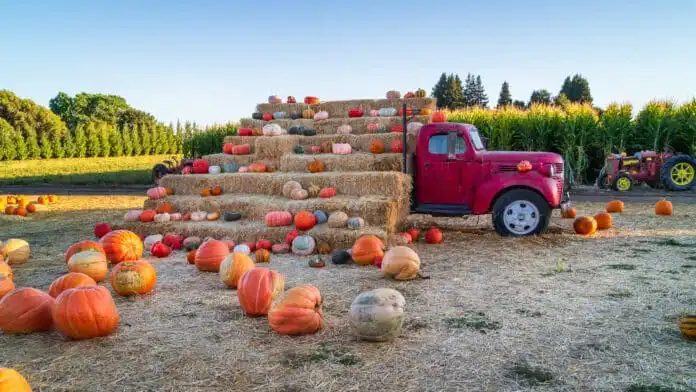 conner-prairie-corn-maze-6