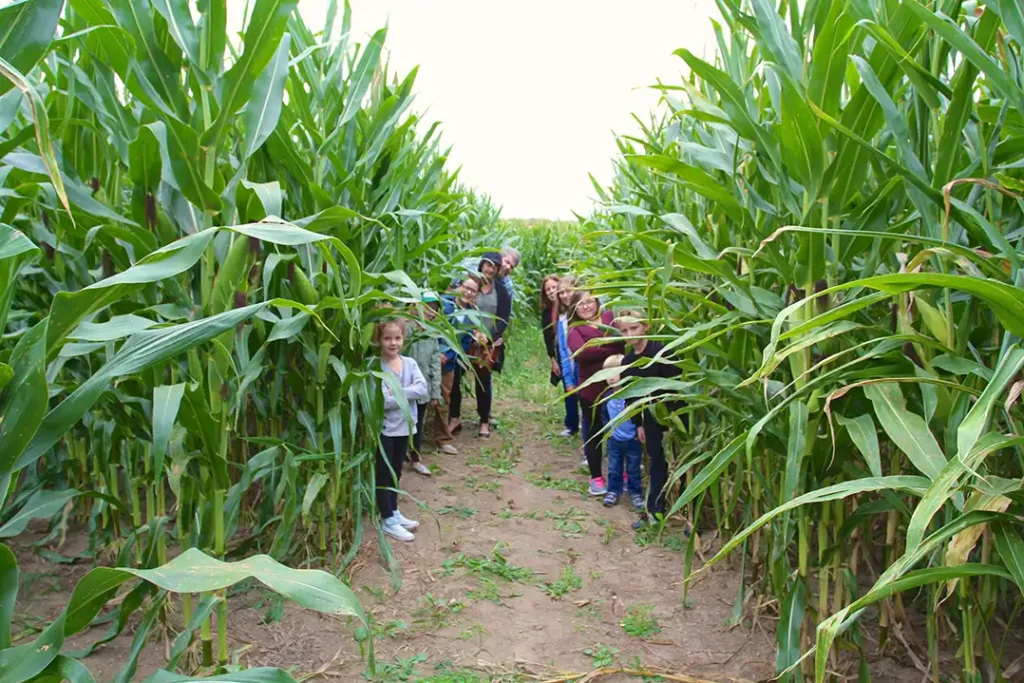 conner-prairie-corn-maze-9