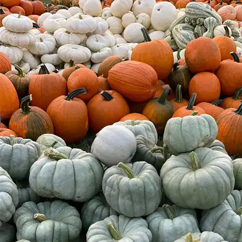 piney-acres-corn-maze-1