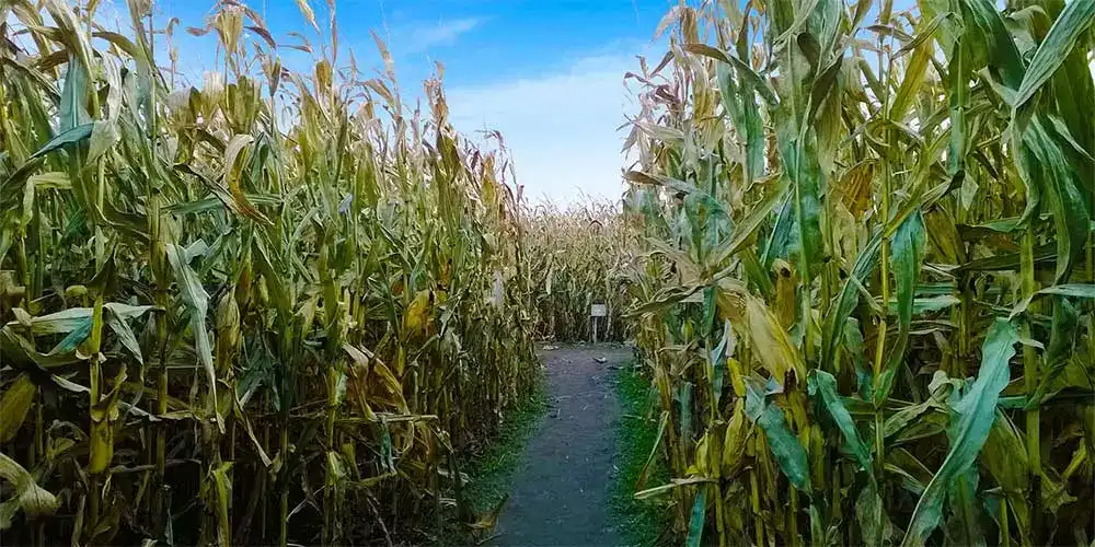 piney-acres-corn-maze-13