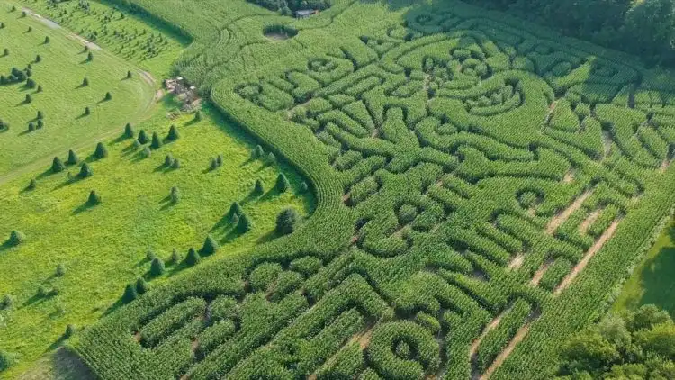 piney-acres-corn-maze-14