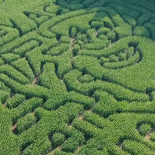 piney-acres-corn-maze-3