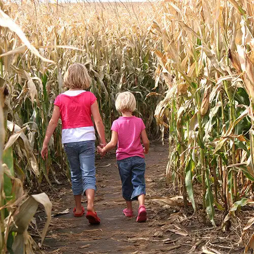 piney-acres-corn-maze-4