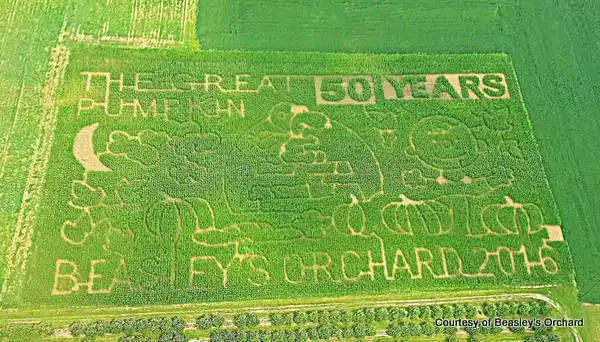 beasleys-orchard-corn-maze-12