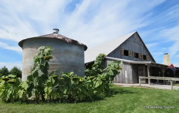 beasleys-orchard-corn-maze-14